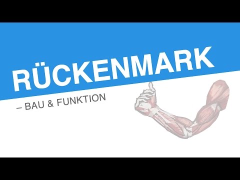 RÜCKENMARK – BAU & FUNKTION | Biologie | Biologie des Menschen (Mittelstufe)