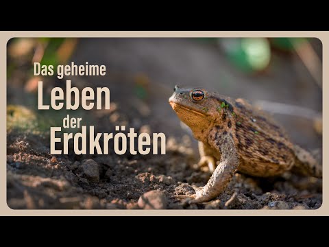 Das geheime Leben der Erdkröten 🐸| Mini-Doku | Naturbegeisterung Leben