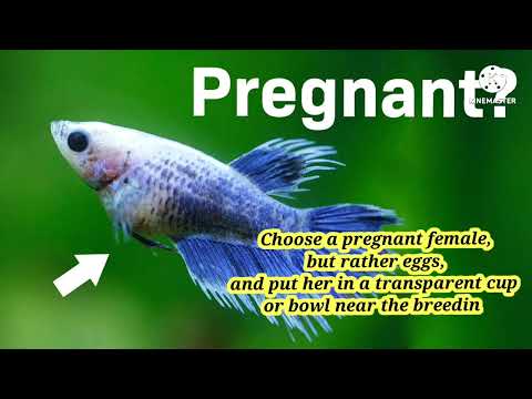 betta fish breeding الحلقه الثالثه من سلسلة حلقات سمكة الفايترBettafish fry food betta breedingBetta