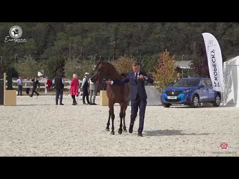 N.27 EFIDENIA - European Championship 2020 - Prague - Fillies 2 Years Old (Class 2B)