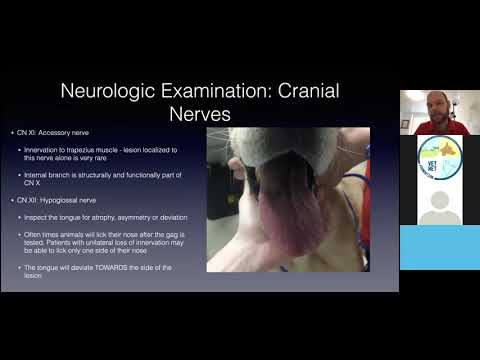 The neurologic examination