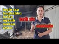 PELIHARA AYAM PANEN TELOR AYAM