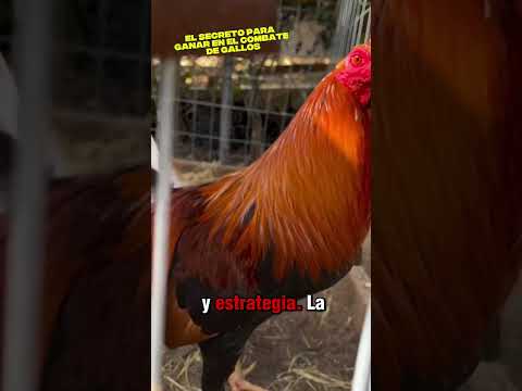 EL SECRETO PARA GANAR EN EL COMBATE DE LOS GALLOS‼️ #gallos #gallosdecombate #youtubeshorts #aves