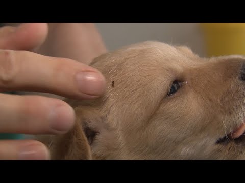 helminták elleni kezelés hogyan húzza ki az ember a férgeket?