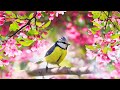 Relaxing Sleep Music Deep Meditation Music Bird Sounds Soothing Sounds Of Nature Tim Janis