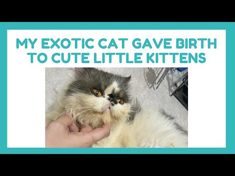My exotic cat gave birth to cute little kittens | Cat birthing process