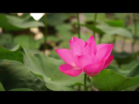 Música zen, Flauta Japonesa Cuencos Tibetanos