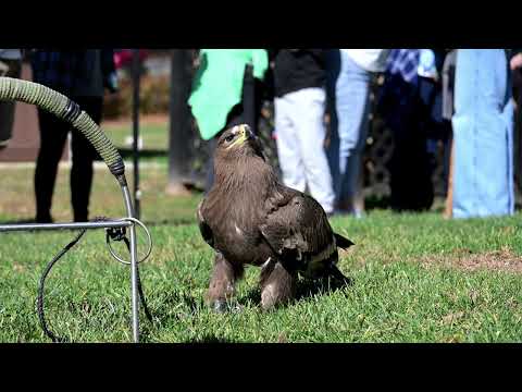 Steppe Eagle migration and behavior