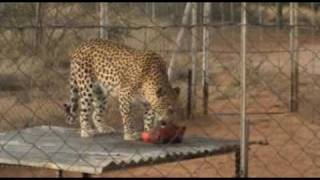 preview picture of video 'leopard feeding time'