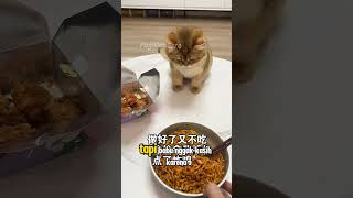 Download lagu Si Bontot Muntah Karena Makan Rumput 😂 #shorts #kucing mp3