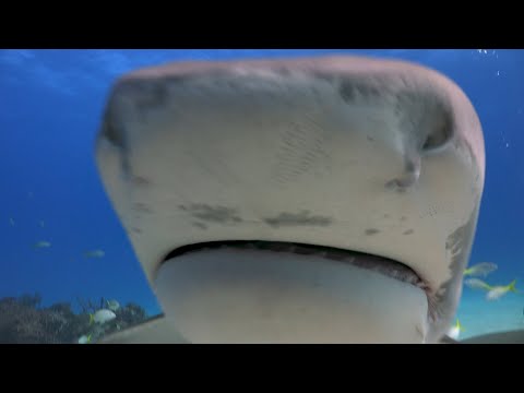 Consumed By Tiger Shark in Egypt 2023