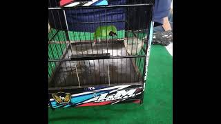 Download lagu Cucak ijo tembakan mesin jahit mp3