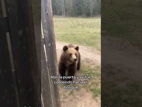 Медвежонок не забыл своего спасителя 🐻❤️