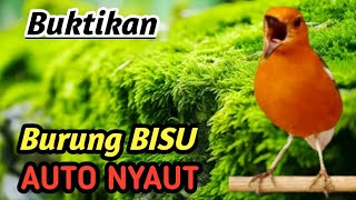 Download lagu Anis Merah Gacor Masteran | Ultimate Training Audio for Competition mp3 Download lagu Anis Merah Gacor Masteran | Ultimate Training Audio for Competition mp3