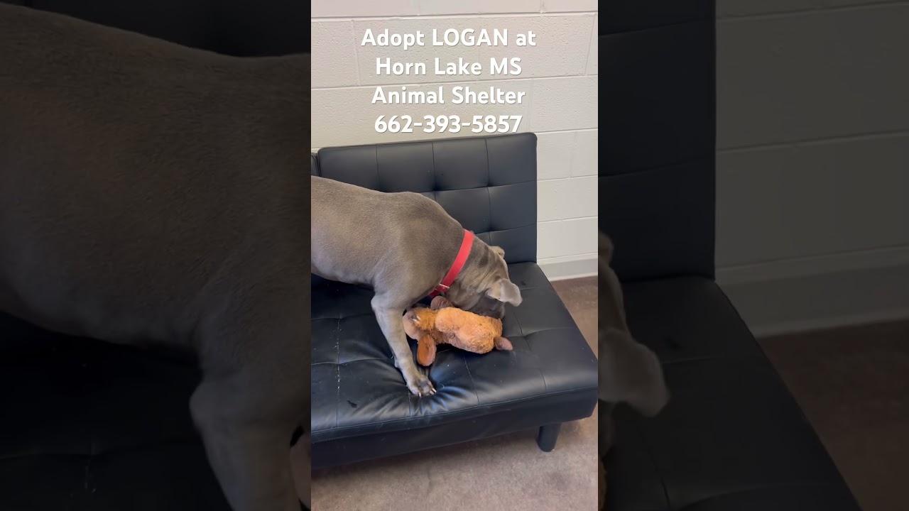 Enlarge Logan, an adoptable mixed breed in Horn Lake, MS video 6/6