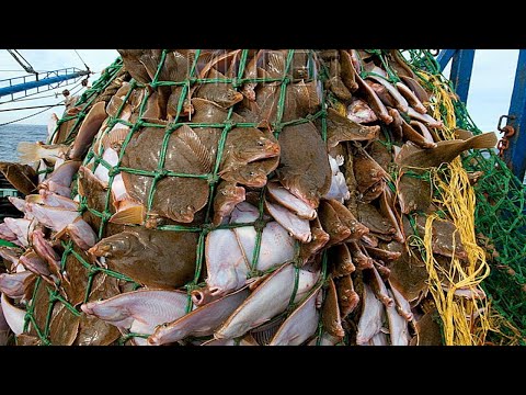 Amazing The Most Net Fishing Videos, Catching Hundreds Of Tons Fish With Modern Big Boat