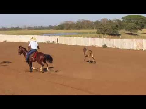 Guapo do Sangradouro   Laço Comprido