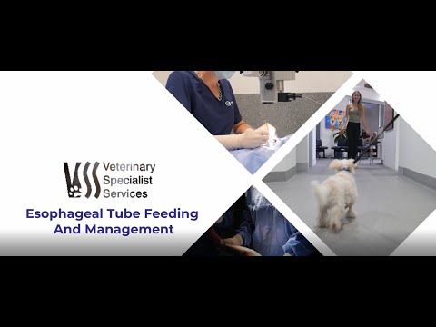 Esophageal tube feeding and management