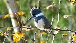 Belted Kingfisher Call, Rattle