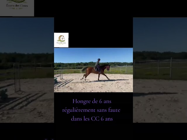 Ruin Selle Fran&ccedil;ais Te koop 2020 Donker bruin / bai