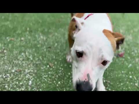 Hazel, an adoptable Pit Bull Terrier & Corgi Mix in LOXAHATCHEE, FL_image-1