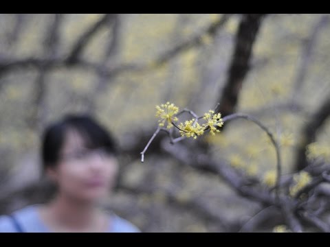 Thể hiện bởi Thái Hòa