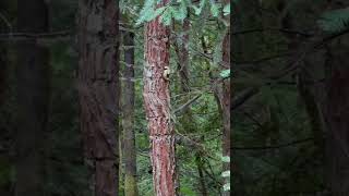 Darkwaterhermit talks about Banana Slug Love (again) 😂
