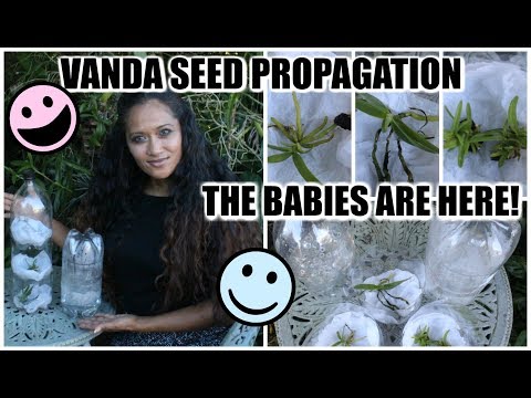 Vanda Seed Propagation - The Vanda Babies Have Arrived!