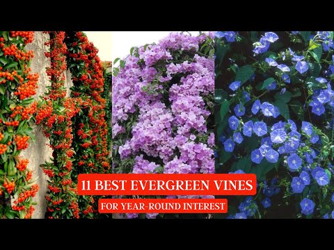 11 Best Evergreen Vines for Year-Round Interest #vines #creepers #vine