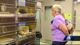 Pet owners surrender more than 600 animals at Greenville County shelter so far this year