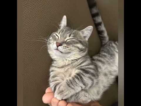 # short# 🥰🥰👍👍👍🙏🙏👍🥰🥰🙏👍🥰😂😇🥳🥳🥳🙏🙏👍👍🥰🥰🥰👍👍🙏🙏🙏👍