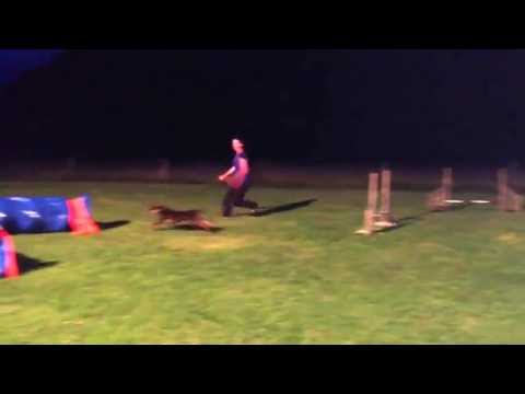 Agilityträning i Asarum 1/8 2013