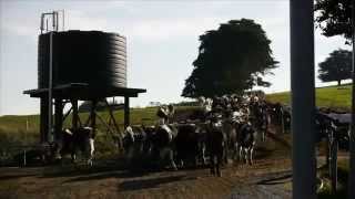 preview picture of video 'Poowong Dairy - Into the Fields'