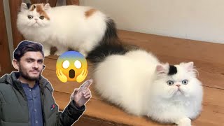 persion cat long Coat vs Double Coat. Extra long Coat Cat . Kitten's 🐾 TalhaBirds Cat care