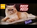 Karikku BGM Pussy Pussy Star