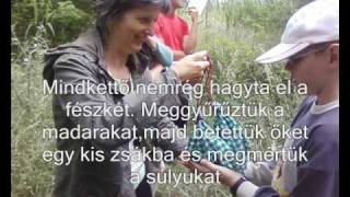 Madárgyűrűzésen a 4.b 2009.06.