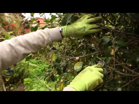 download lagu mp3 mp4 Pruning Camellias, download lagu Pruning Camellias gratis, unduh video klip Pruning Camellias