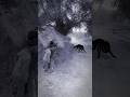 Wolf In Village Relaxinwolf Wolfsounds Animals Wolfsong Wolf Forest Shorts