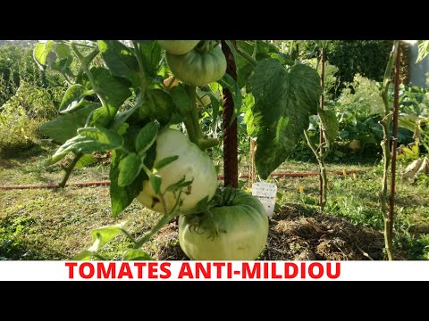 12 Variétés de TOMATES résistantes au MILDIOU