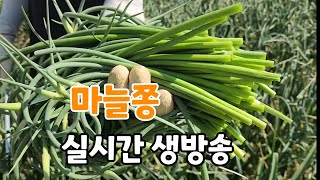 홍산마늘 마늘쫑 수확 실시간 생방송