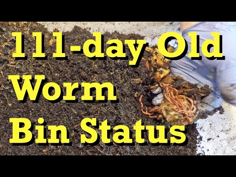 Depopulation progress in 111-day worm bin - vermicomposting
