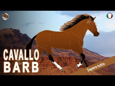 , title : 'CAVALLO BARB, i cavalli berberi eclissati dal Purosangue Arabo, RAZZE DI CAVALLI'