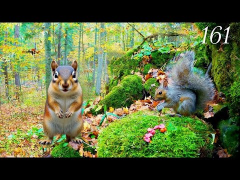 4K Cat TV 🐿️ 2 HR Autumn Forest Feast: Chipmunks, Black & Grey Squirrels | Rhythmic Bird Sound 161