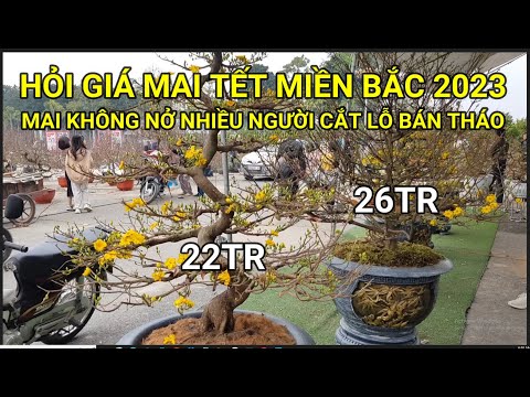 🔴 QBS22356 - REFERENCE PRICES OF APRICOT BLOSSOMS IN NORTHERN TET | PRICES OF APRICOT BLOSSOMS IN...