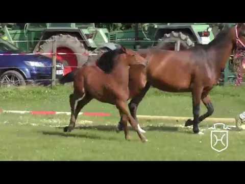 ODRZ066 Hengstfohlen von Kannan - Caretino - Capitol I