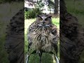 Eagle owl poofs up 3 times bigger than actual size