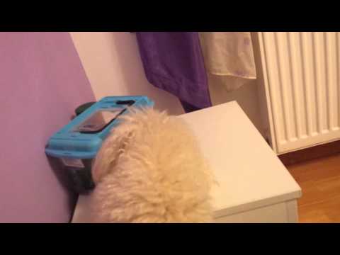 Broasca bolintin deal