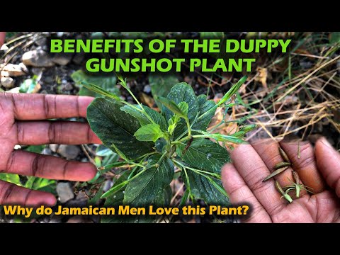 Benefits of Duppy Gunshot Plant | Medicinal Plant Series