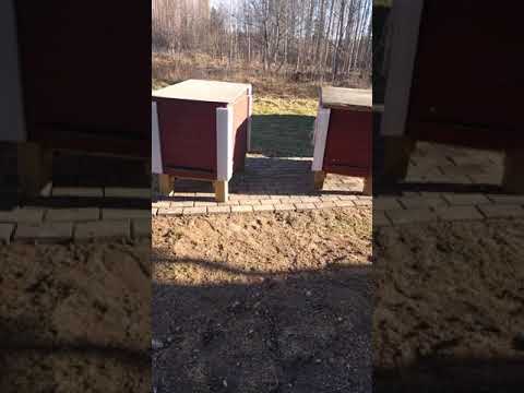 Rensningsflykten 2019