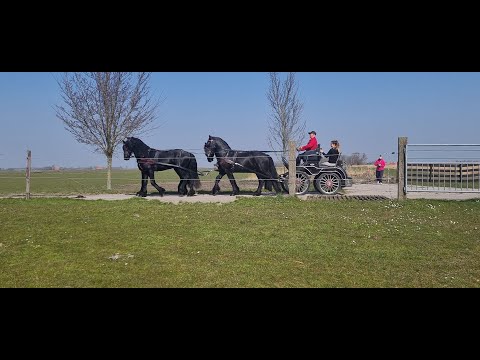 Stal Okkema's four in hand Ipe - Hartger - Haije - Ids